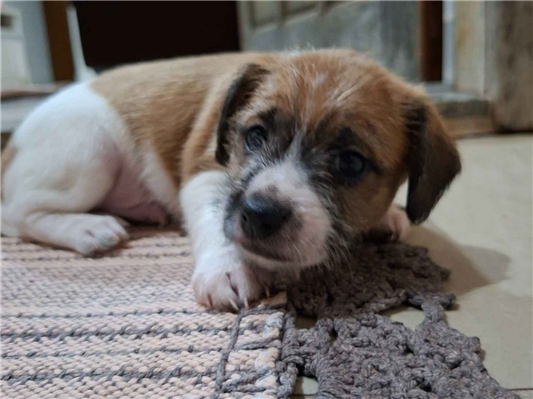 Cachorro cão para adoção Macho Médio  Abaixo de 2 meses 