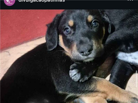 Cachorro cão para adoção Macho Médio  Abaixo de 2 meses 