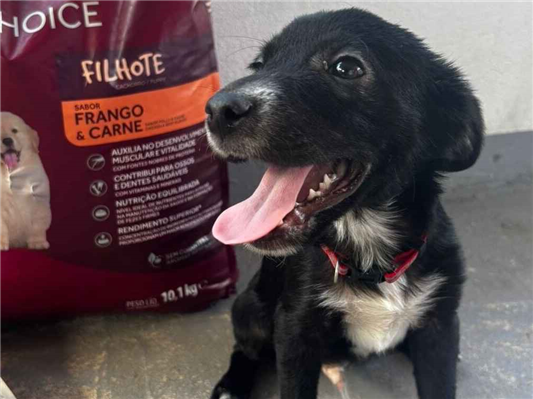 Cachorro cão para adoção Macho Pequeno 2 a 6 meses 