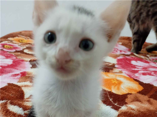 Gato para adoção Ambos Médio 2 a 6 meses