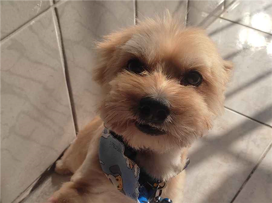 Cachorro cão para adoção Macho Médio  6 anos Acima 