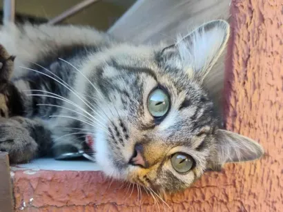 Gato SRD-ViraLata Medio 1-ano