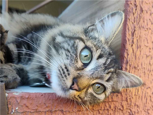 Gato para adoção Fêmea Médio 1 ano