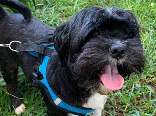 Cachorro cão para adoção Macho Médio  3 anos 