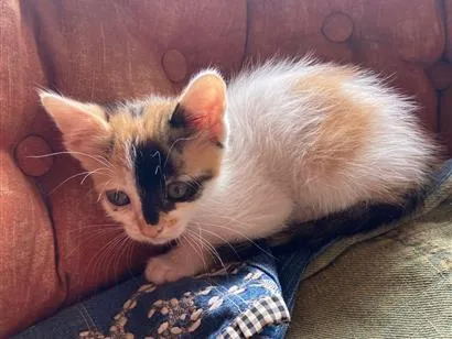 Gato SRD-ViraLata Pequeno Abaixo-de-2-meses