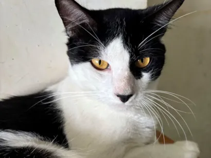 Gato SRD-ViraLata Medio 1-ano