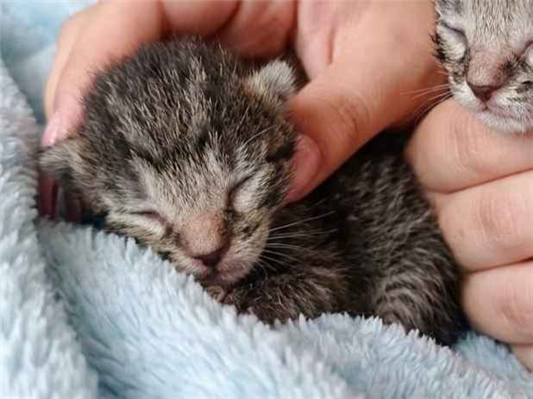 Gato - Ambos MédioAbaixo de 2 meses