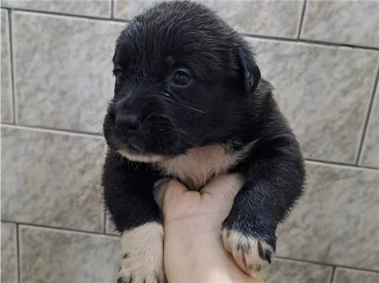 Cachorro cão para adoção Ambos Médio  Abaixo de 2 meses 