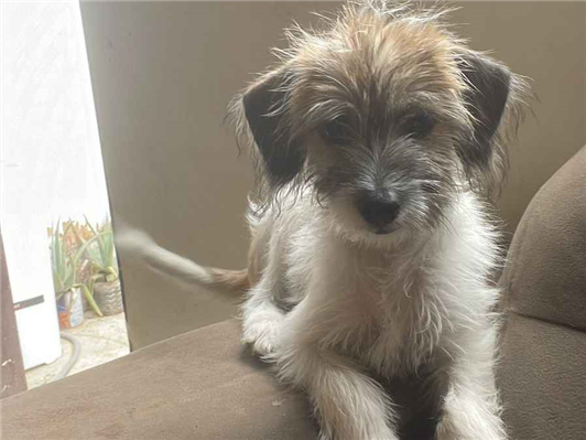 Cachorro cão para adoção Ambos Médio  7 a 11 meses 