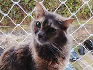 Gato para adoção Fêmea Médio 2 a 6 meses