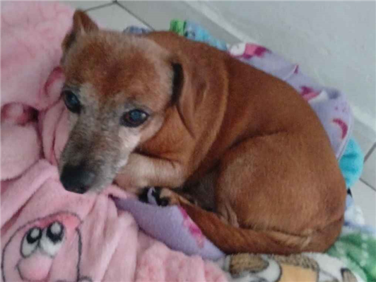 Cao - Fêmea Pequeno6 anos Acima