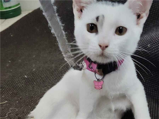 Gato para adoção Fêmea Pequeno 2 a 6 meses