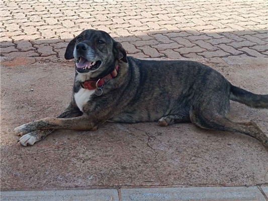 Cachorro cão para adoção Fêmea Grande 5 anos 