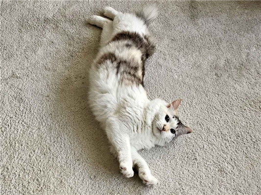 Gato para adoção Fêmea Médio 4 anos