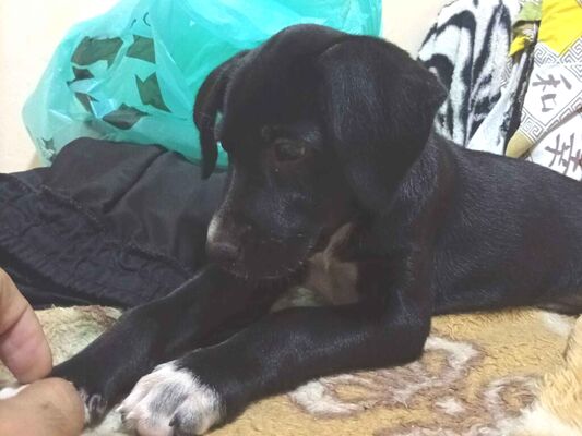Cachorro cão para adoção Fêmea Pequeno 2 a 6 meses 