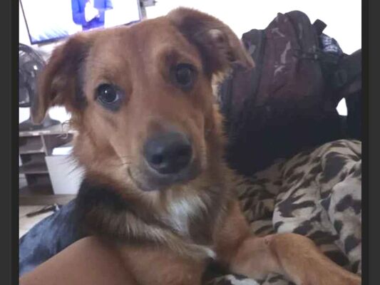 Cachorro cão para adoção Macho Médio  2 anos 