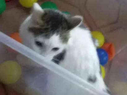 Gato SRD-ViraLata Medio 1-ano