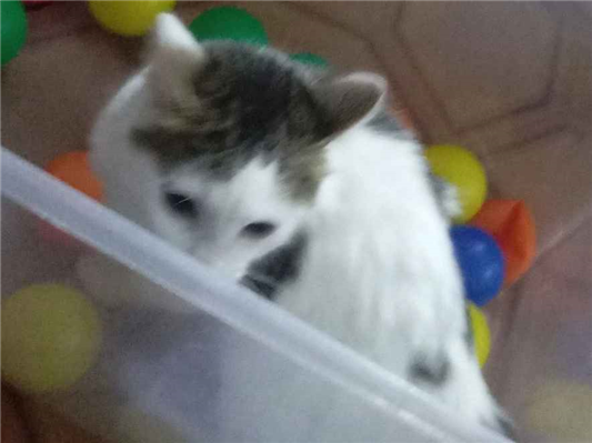 Gato para adoção Macho Médio 1 ano