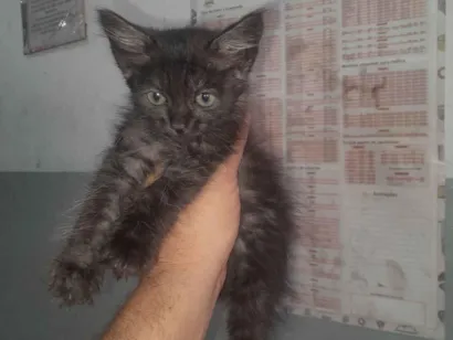 Gato SRD-ViraLata Pequeno Abaixo-de-2-meses