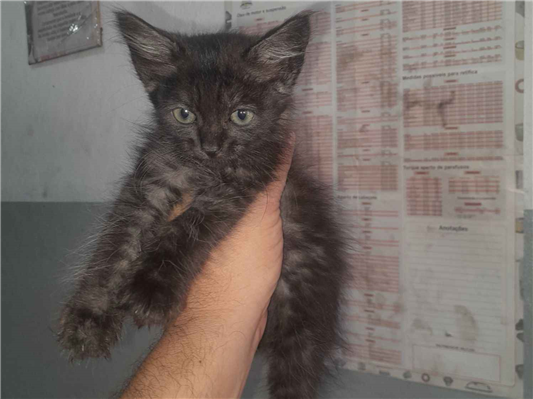 Gato para adoção Macho Pequeno Abaixo de 2 meses
