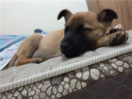 Cachorro cão para adoção Macho Médio  3 anos 