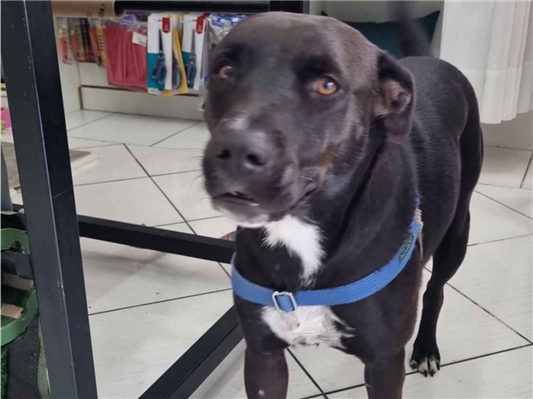 Cachorro cão para adoção Fêmea Médio  2 anos 