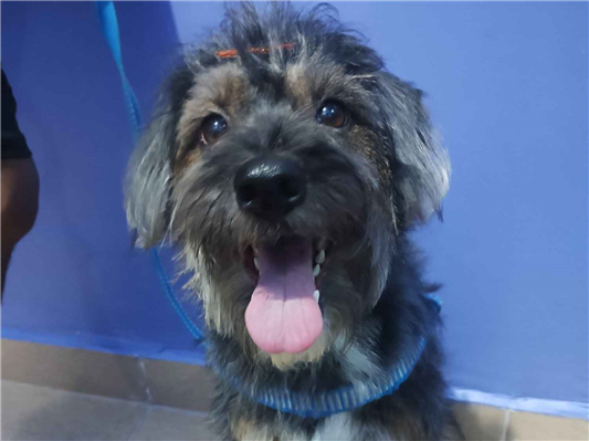 Cachorro cão para adoção Fêmea Médio  3 anos 