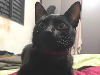 Gato SRD-ViraLata Pequeno 1-ano