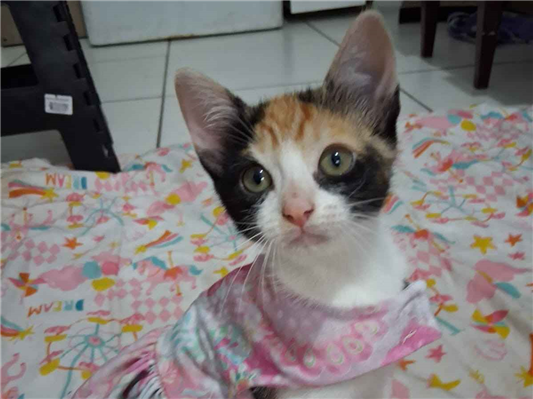 Gato - Ambos PequenoAbaixo de 2 meses