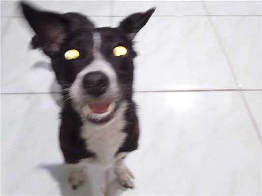 Cachorro cão para adoção Macho Médio  2 a 6 meses 
