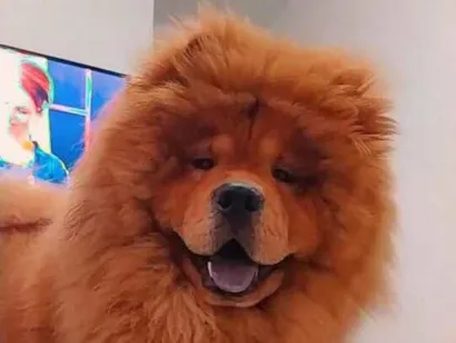 Cao Chow Chow Medio 6-anos-Acima