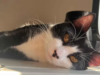 Gato SRD-ViraLata Pequeno 1-ano