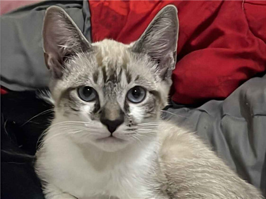 Gato para adoção Macho Pequeno 1 ano