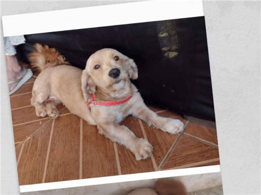Cachorro cão para adoção Fêmea Médio  7 a 11 meses 