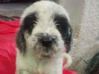 Cao SRD-ViraLata Medio Abaixo-de-2-meses