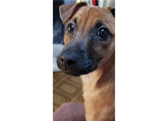 Cachorro cão para adoção Fêmea Médio  5 anos 