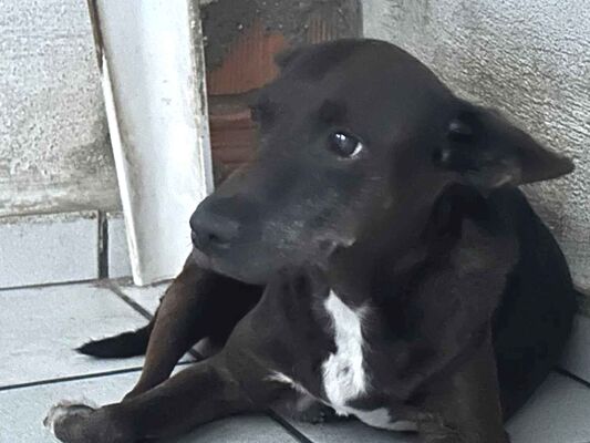 Cachorro cão para adoção Fêmea Médio  6 anos Acima 