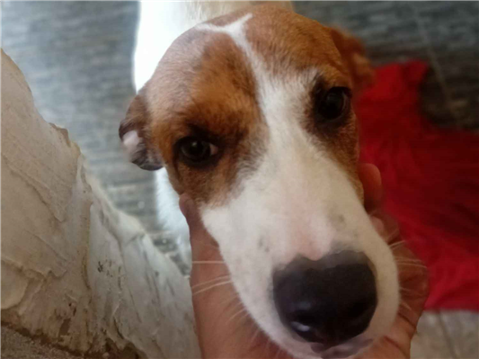 Cachorro cão para adoção Fêmea Médio  2 a 6 meses 