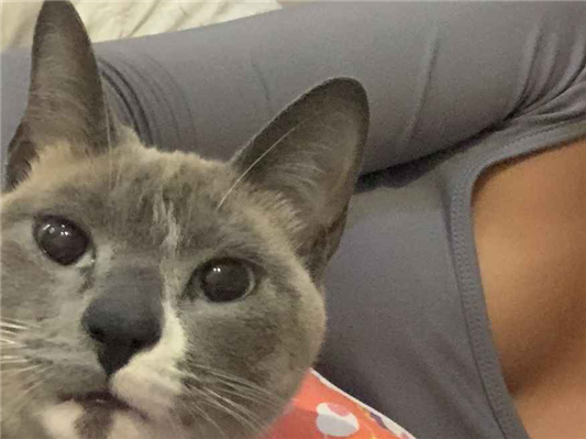 Gato para adoção Fêmea Médio 3 anos