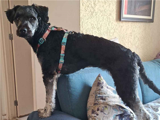 Cachorro cão para adoção Fêmea Médio  3 anos 