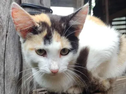 Gato SRD-ViraLata Pequeno 2-a-6-meses