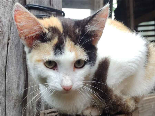 Gato para adoção Fêmea Pequeno 2 a 6 meses
