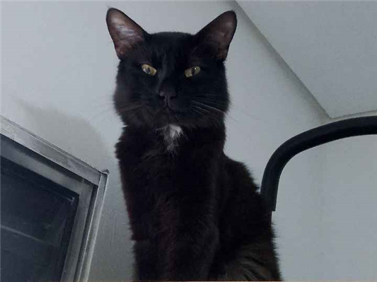 Gato para adoção Macho Pequeno 2 anos