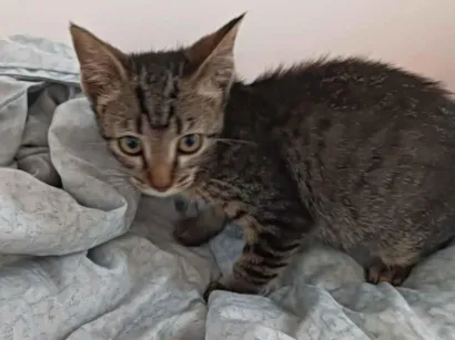 Gato SRD-ViraLata Pequeno 2-a-6-meses