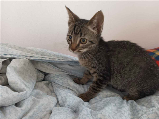 Gato para adoção Fêmea Pequeno 2 a 6 meses