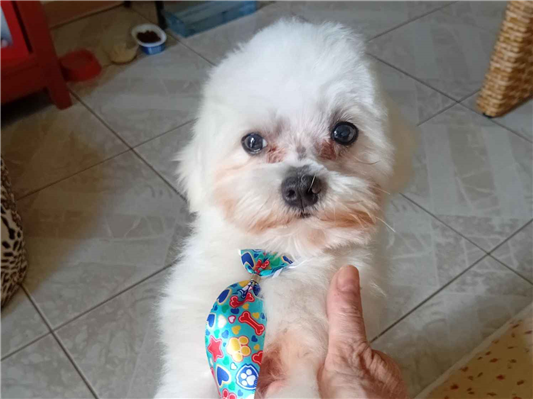 Cao - Macho Pequeno6 anos Acima