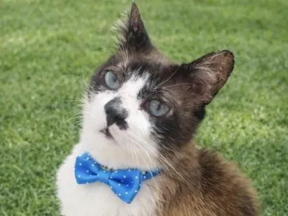 Gato SRD-ViraLata Pequeno 6-anos-Acima