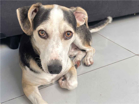 Cachorro cão para adoção Macho Médio  7 a 11 meses 