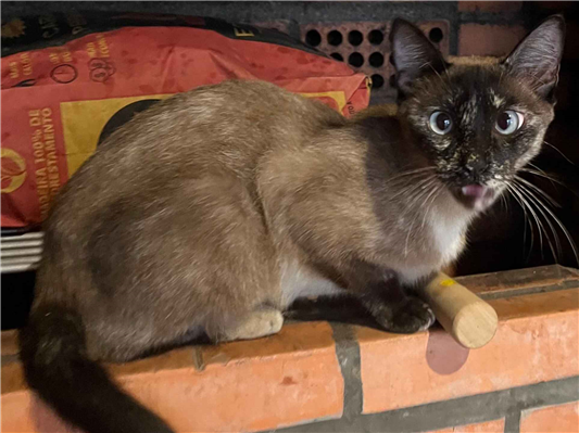 Gato para adoção Fêmea Pequeno 3 anos