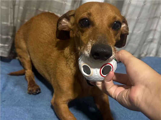 Cachorro cão para adoção Macho Pequeno 5 anos 